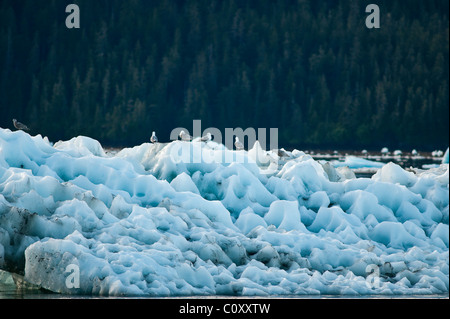 Alaska. Möwen auf Eisberg in LeConte Bay, Frederick Sound Tongass National Forest, Inside Passage, Südost-Alaska. Stockfoto