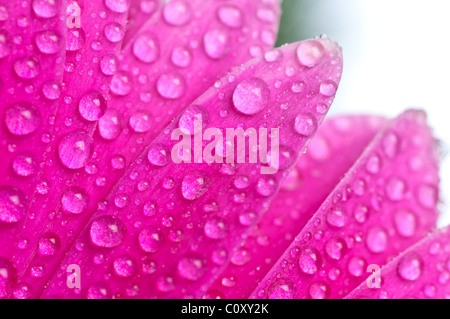 Schöne Blumen Gerber mit Tropfen Stockfoto