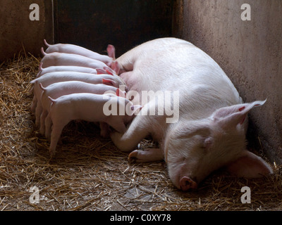 Säugende Ferkel zu säen Stockfoto