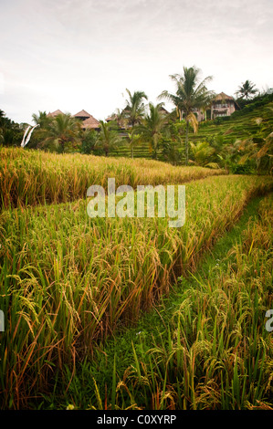 Eine Nahaufnahme von einer Reifen Reisernte in der Sideman Tal von Bali, Indonesien. Stockfoto