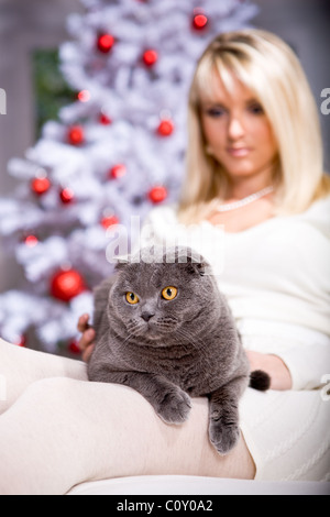 Xmas-Porträt einer Katze Stockfoto