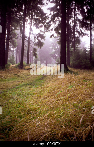 nebligen Wald Stockfoto