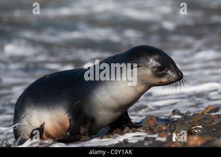 Antarktis-Seebär (Arctocephalus Gazella) juvenile Tiere. Südgeorgien, Süd-Atlantik. Stockfoto