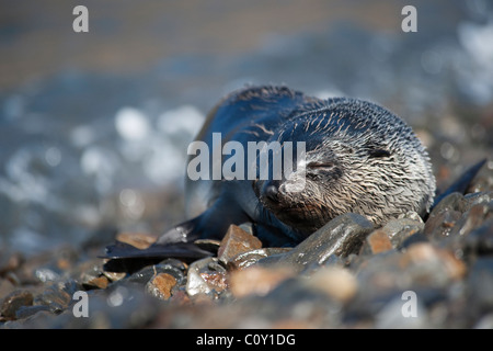 Antarktis-Seebär (Arctocephalus Gazella) juvenile Tiere. Südgeorgien, Süd-Atlantik. Stockfoto