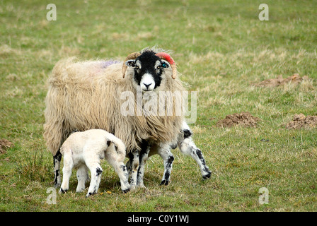 Zwei Neugeborene Lamm Lämmer auf einem Bauern-Feld bei Appleby in Westmoorland suchen Sie direkt in die Kamera in einer parallelen Anordnung. Stockfoto