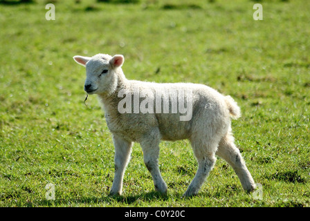 Neugeborenes Lamm Lämmer auf einem Bauern-Feld bei Appleby in Westmoorland, zurück beleuchtet und mit Rasen im Maul spazieren gehen Stockfoto