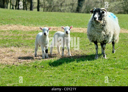 Zwei Neugeborene Lamm Lämmer auf einem Bauern-Feld bei Appleby in Westmoorland Blick direkt in die Kamera mit ihrer Mutter Stockfoto