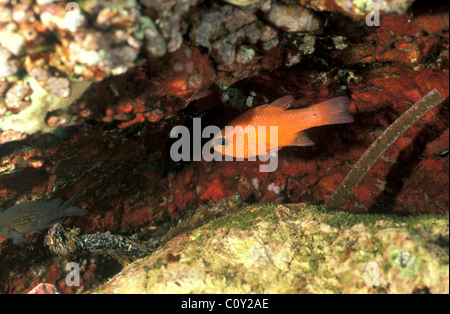 Schwimmen in einer Felsspalte Kardinalbarsch (Apogon Imberbis) Stockfoto