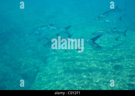 Atlantische Tarpon - Silver king Tarpon (Megalops Atlanticus) Schwarm Schwimmen im Fluss Stockfoto