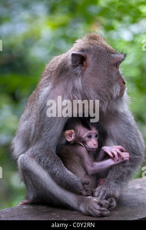 Weibliche balinesische Langschwanzmakaken und Baby Stockfoto