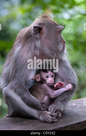 Weibliche balinesischen lange tailed Macacque und baby Stockfoto