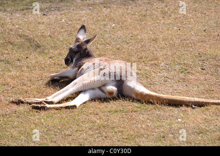 Roten australische Kängurus Stockfoto