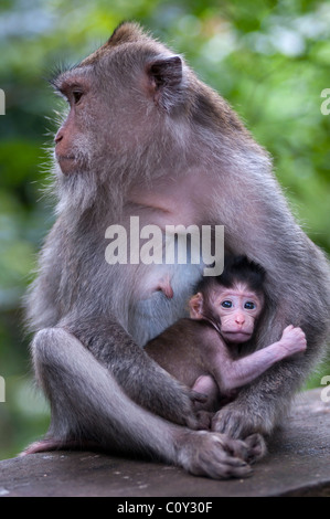 Weibliche balinesischen lange tailed Macacque und baby Stockfoto