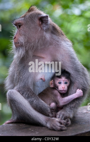 Weibliche balinesischen lange tailed Macacque und baby Stockfoto