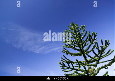 Affe Puzzle Baum vor einem tiefblauen Himmel Stockfoto