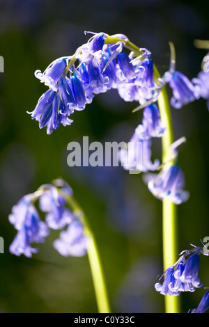 Schuss des englischen Bluebells inmitten der Wald hautnah. Stockfoto