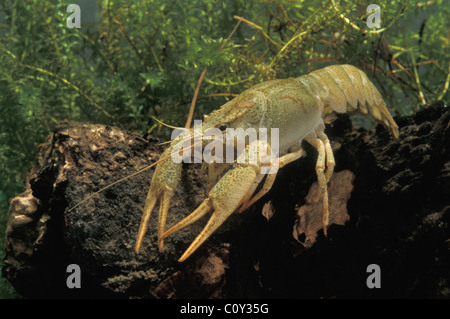 Türkische Krebse - schmale krallte Krebse - galizische Krebse - Danube Flusskrebs (Astacus Leptodactylus) Unterwasser Stockfoto