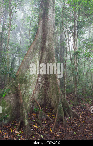 subtropischen Regenwald, Binna Burra Abschnitt, Lamington Nationalpark, Queensland, Australien Stockfoto