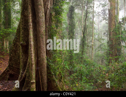 subtropischen Regenwald, Binna Burra Abschnitt, Lamington Nationalpark, Queensland, Australien Stockfoto