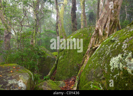 Tullawallal, Binna Burra Abschnitt, Lamington Nationalpark, Queensland, Australien Stockfoto