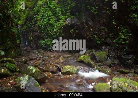 Canungra Creek, grünen Berge Abschnitt Lamington Nationalpark, Queensland, Australien Stockfoto