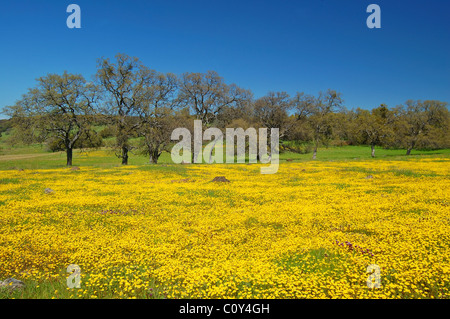 Wildblumenwiese im Frühling, in der Nähe von chinesischen Camp, Kalifornien Stockfoto