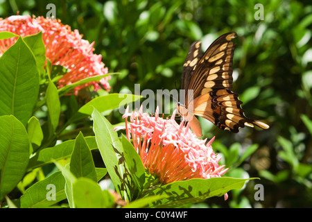 König thoas, Heraclides Schwalbenschwanz (Papilio thoas), aka Thoas Schwalbenschwanz Schmetterling, Unterseite, die bestäubung Eine rosa Blume (Ixora sp.), Paraguay Stockfoto