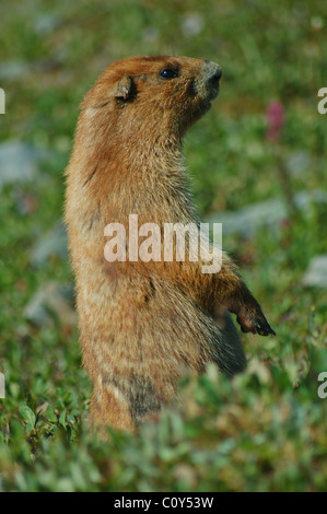 Olympisches Murmeltier, (Marmota Olympus), eine seltene Art von Marmot gefunden nur in den Bergen des Pazifischen Nordwestens Stockfoto