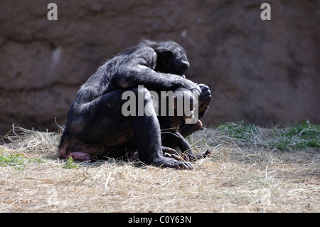 Schimpanse-Familie Stockfoto