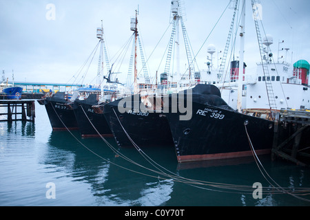 Dez. 2010 der isländischen Walfang-Island - Geo Wärmekraftwerke - Flotte im Hafen von Reykjavik Stockfoto