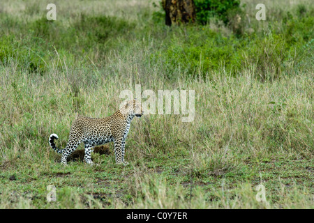 Weibliche Leoprad (Panthera Pardus) mit Cub auf Seronera Serengeti Tansania Stockfoto