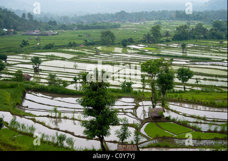 Auf dem Weg nach Amed, Bali, Indonesien passieren Sie einige schöne Reisfelder, kurz vor der Ankunft an der Küste. Stockfoto