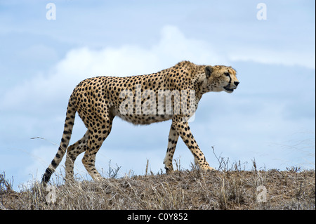 Weibliche Gepard, Acinonyx Jubatus, auf der Suche nach Beute, Simba Kopjes, Serengeti, Tansania Stockfoto