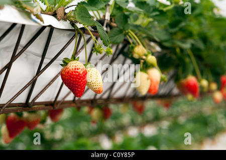 Hydroponische Erdbeeren, die in einem Gewächshausbetrieb auf den Azoren (Portugal) angebaut werden, mit Reifen und unreifen Früchten, die an erhöhten Pflanzsystemen hängen. Stockfoto