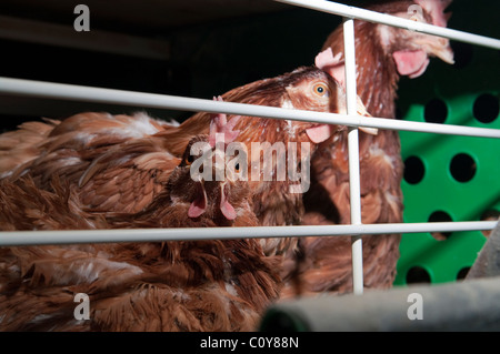 Moderne Ei Hühnerfarm in Insel Terceira auf den Azoren Stockfoto