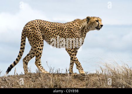 Weibliche Gepard, Acinonyx Jubatus, auf der Suche nach Beute, Simba Kopjes, Serengeti, Tansania Stockfoto