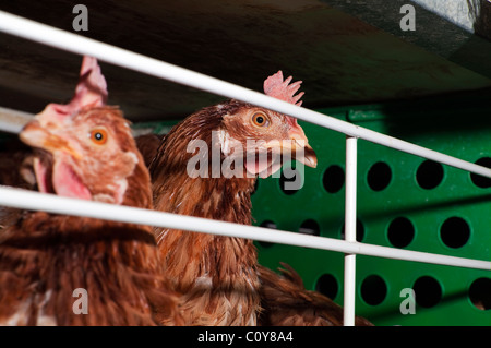 Moderne Hühnerfarm Ei Stockfoto