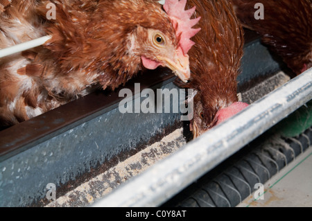 Hühnerfarm Ei Stockfoto