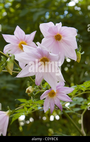 Baum Dahlie (Dahlia imperialis) ist eine sehr hoch wachsende Dahlia, wächst auf über 3 Meter Stockfoto