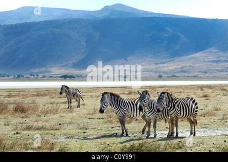 Burchell Zebras, Equus Burchelli Ngorongoro Krater Tansania Stockfoto
