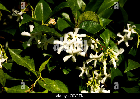 Duftende weiße Konföderierten Jasmin (Jasmin) Blumen wachsen auf einem weinstock Florida Stockfoto