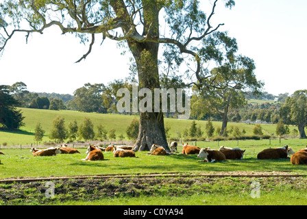 Kühe Rest im Schatten eines großen Baumes auf einem ländlichen Anwesen in den Adelaide Hills von South Australia. Stockfoto