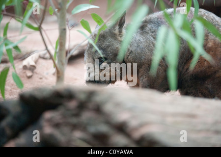 Südlichen Hairy-nosed Wombat hinter Laub.  Gefangene Exemplar. Stockfoto