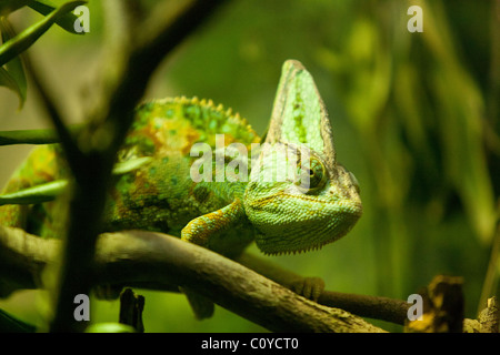 Jemenchamäleon, Chamaeleo Calyptratus (aka Jemen Chamäleon) am Zweig. Stockfoto