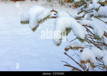 Schnee auf den Ästen Stockfoto