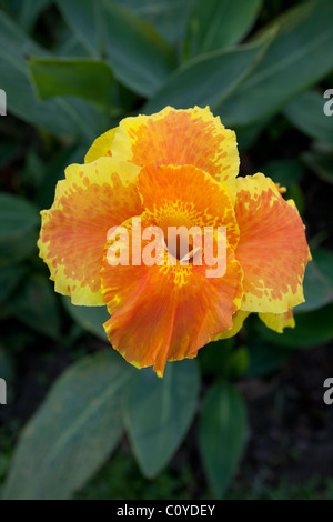 gelbe Canna im Garten Stockfoto