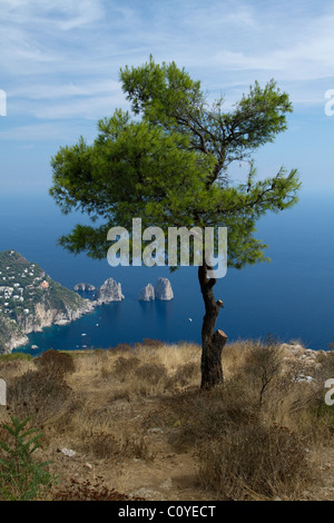 Ein Baum Rahmen den Blick auf die Faraglioni, Capri Stockfoto