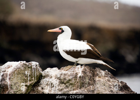 Nazca Booby - Santa Maria (Floreana o Charles) Insel - Galapagos-Inseln, Ecuador Stockfoto