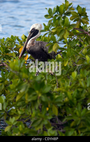 Brauner Pelikan - Insel Santa Cruz - Galapagos-Inseln, Ecuador Stockfoto