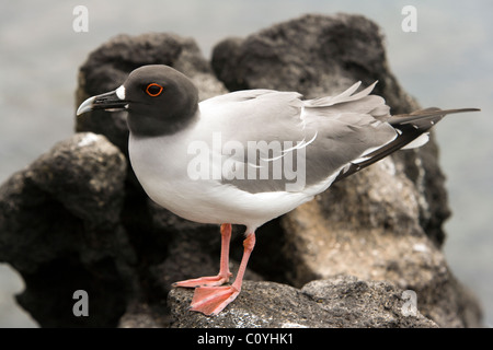 Zinnenkranz Gull - Nord Seymour (Seymour Norte) - Galapagos-Inseln, Ecuador Stockfoto